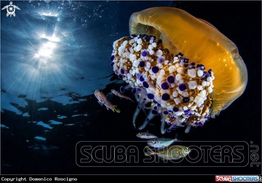 A Jellyfish