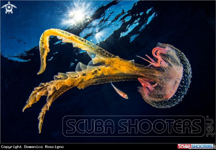 A Jellyfish