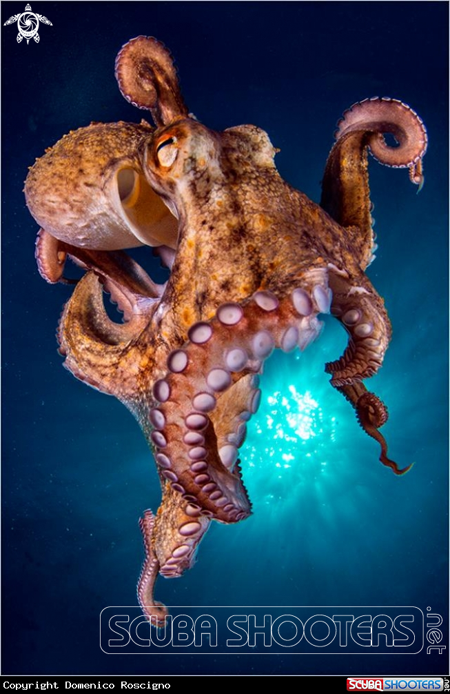 A Octopus