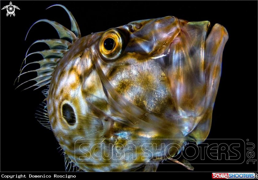 A Pesce San Pietro