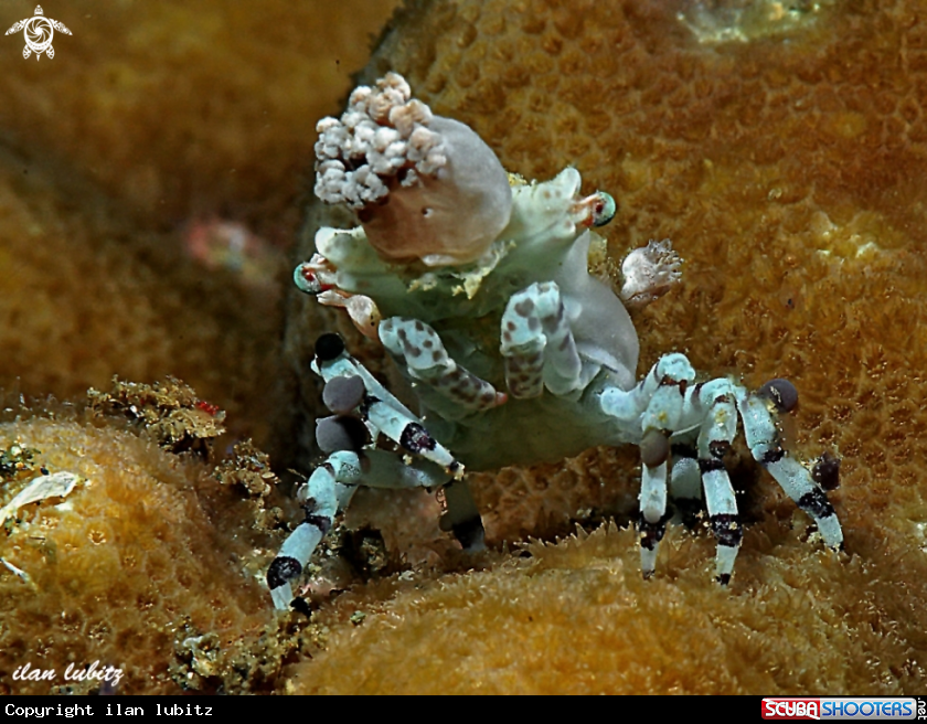 A decorator crab