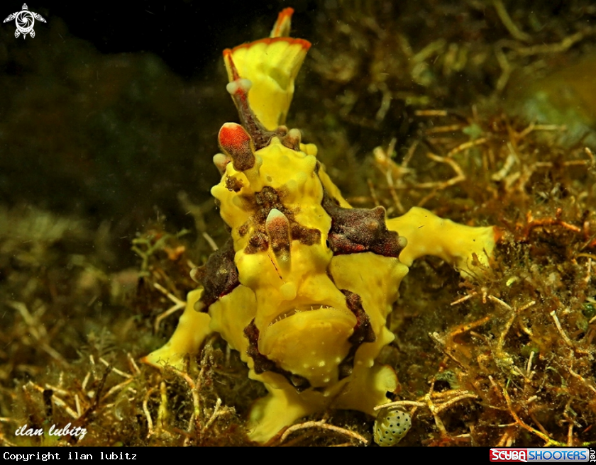 A frogfish