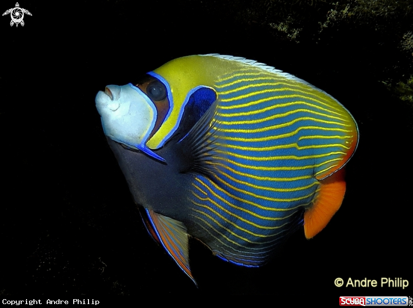 A Emperor Angelfish