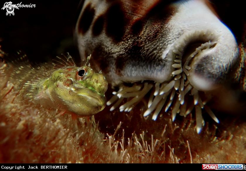 A Triplefins and Cypraea tigris