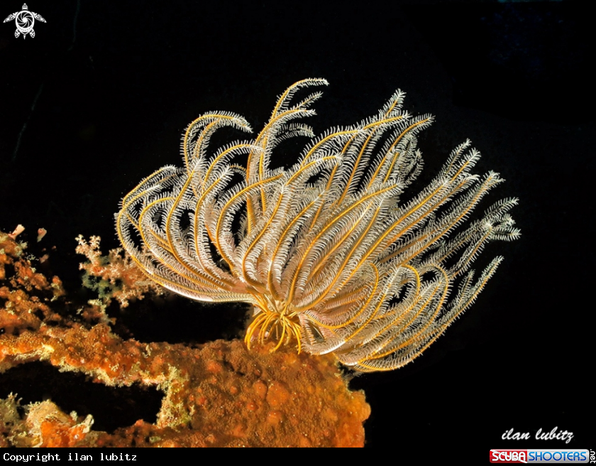 A feather star