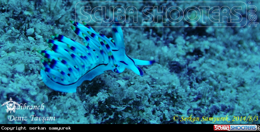 A Nudibranch