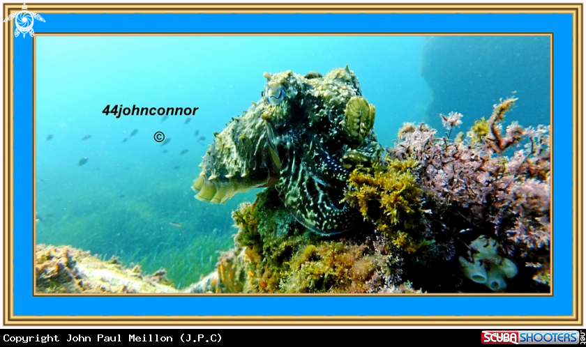 A underwater creature