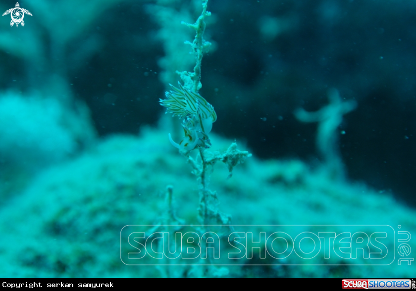 A Nudibranch