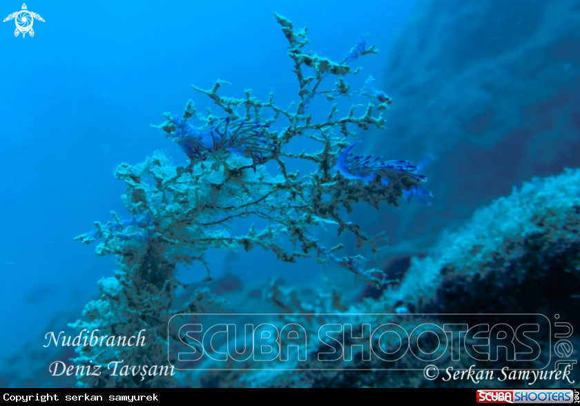 A Nudibranch