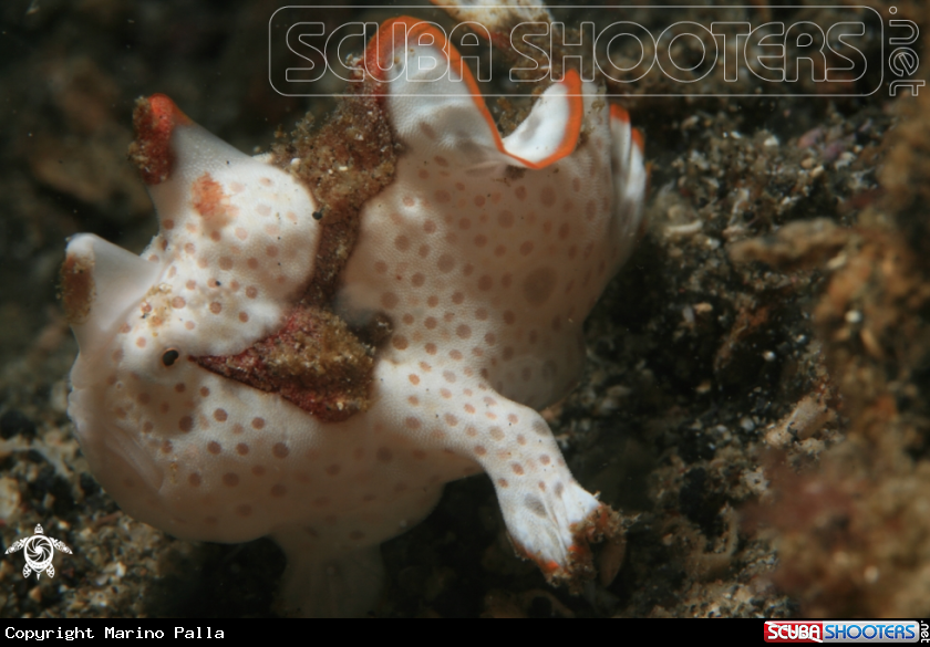 A frogfish