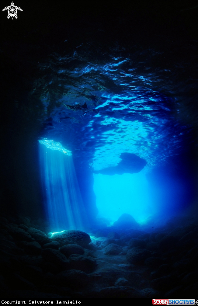 A underwater creature