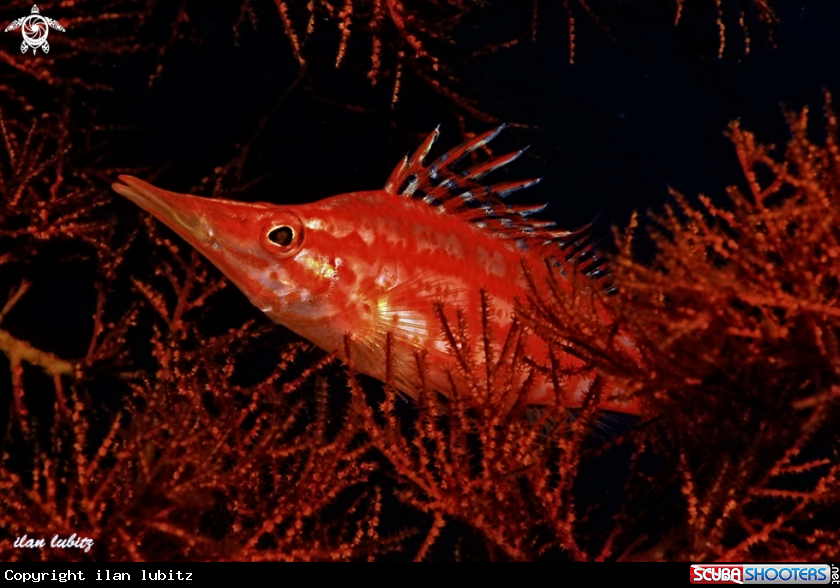 A Longnose Hawkfish