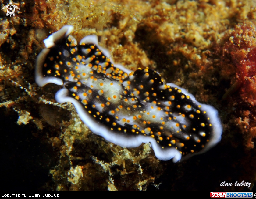 A flatworm