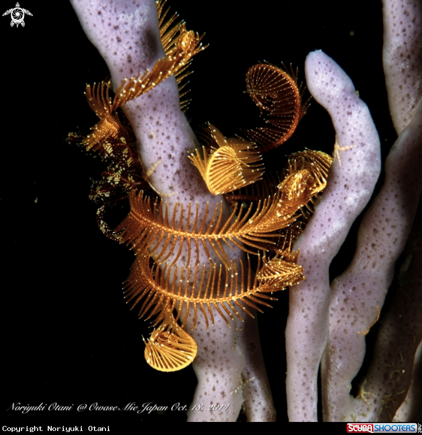 A Feather Star