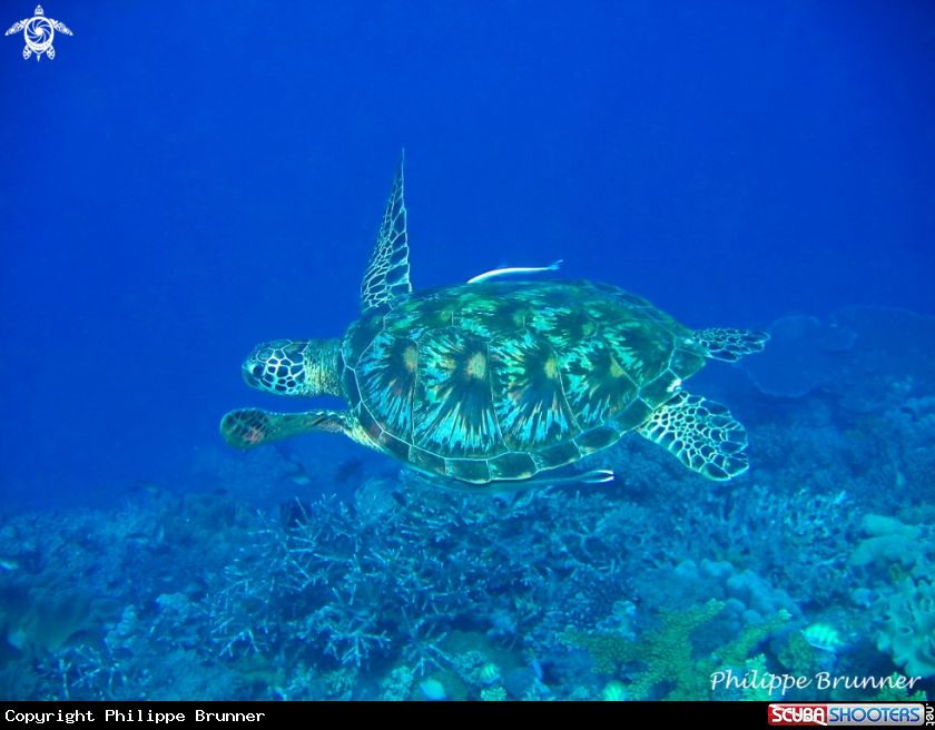 A Turtle