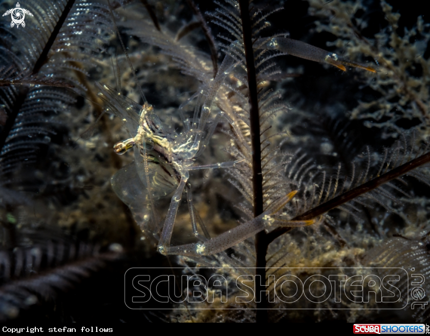 A Black and Silver Cuapetes Shrimp