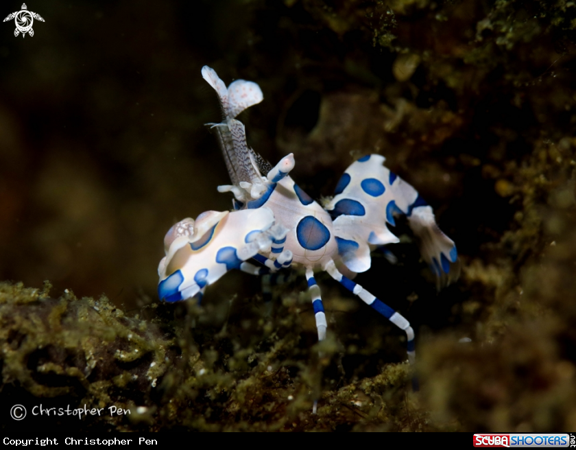 A Harlequin Shrimp