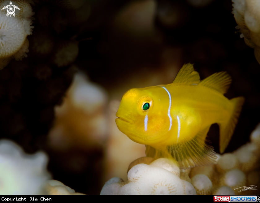 A Poison Goby