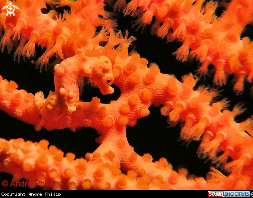 A Pygmy Seahorse Denis