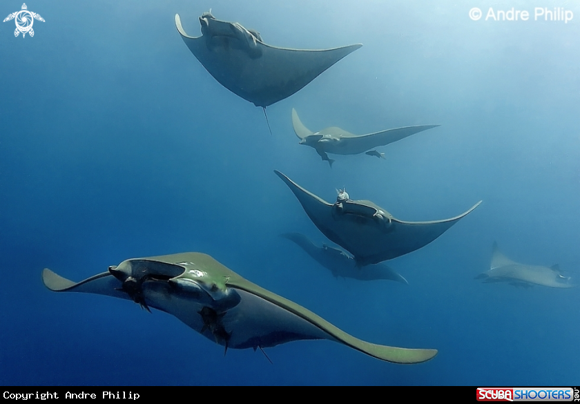 A Mobula