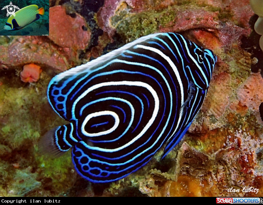 A Juvenile  Emperor anglefish