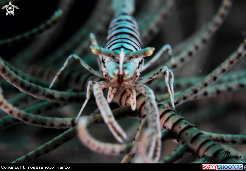 A commensal shrimp