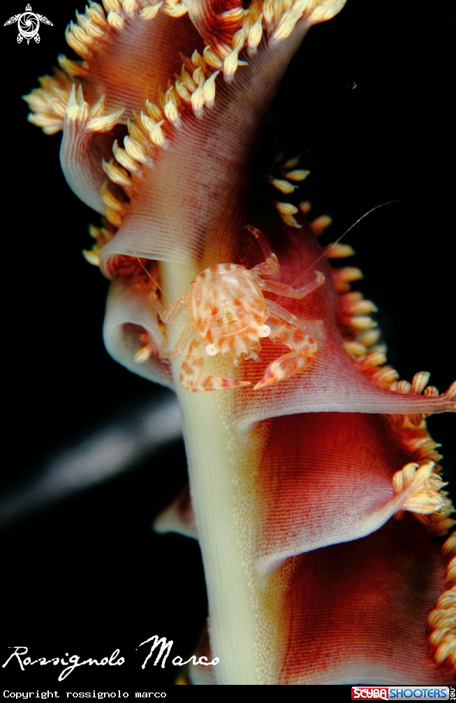 A porcelain crab
