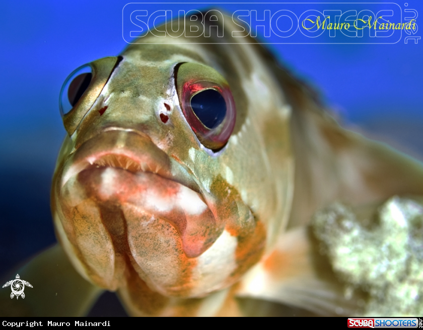 A Grouper