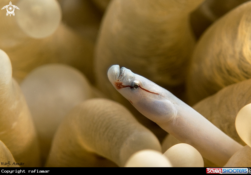 A mushroom coral pipefish.