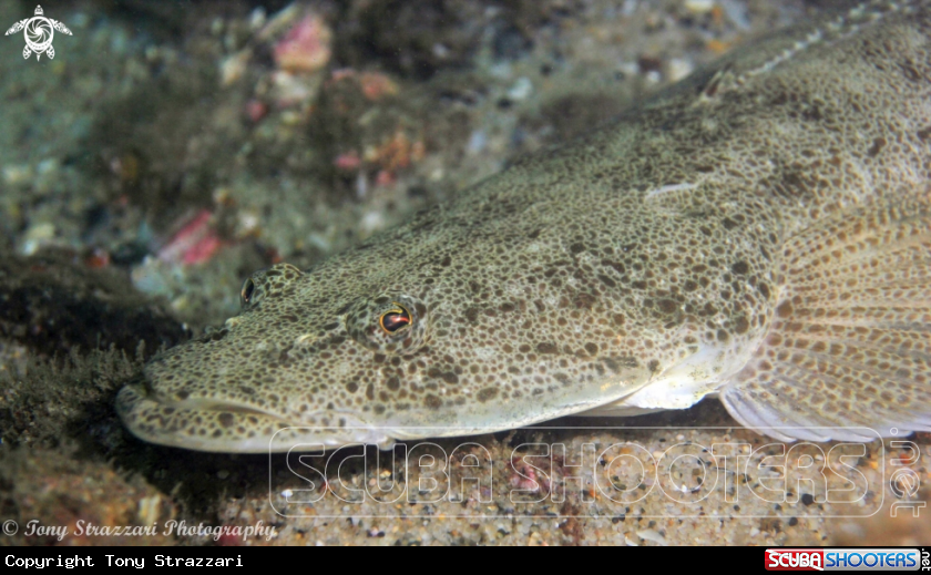 A Long-spined flathead