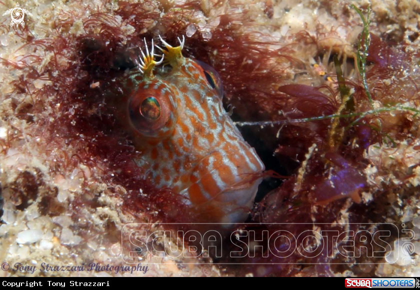 A Horned blenny