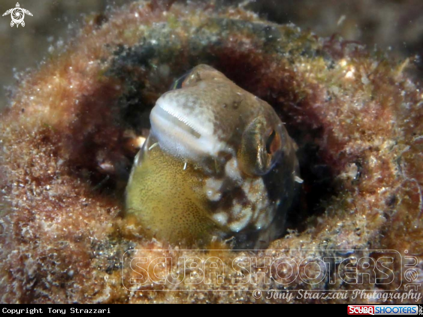A Hit & Run Fang Blenny