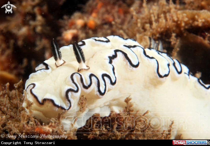 A Black-Margined Glossodoris