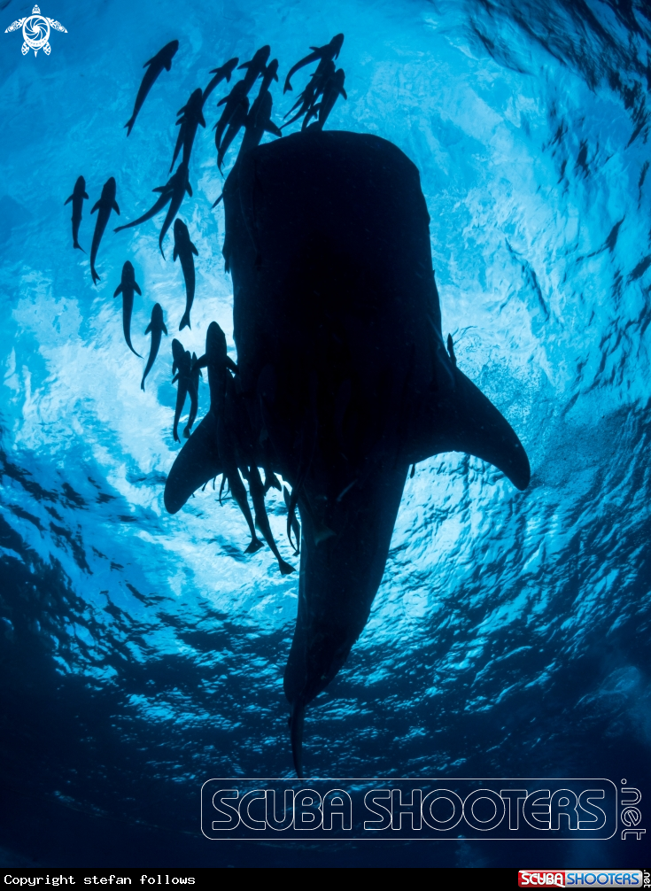 A Whale Shark
