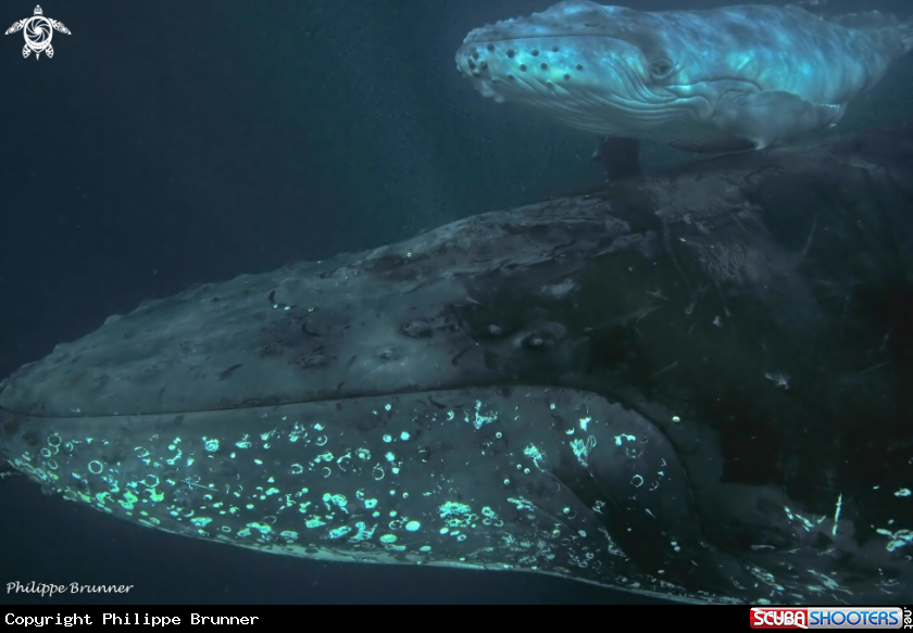 A Humpback whale