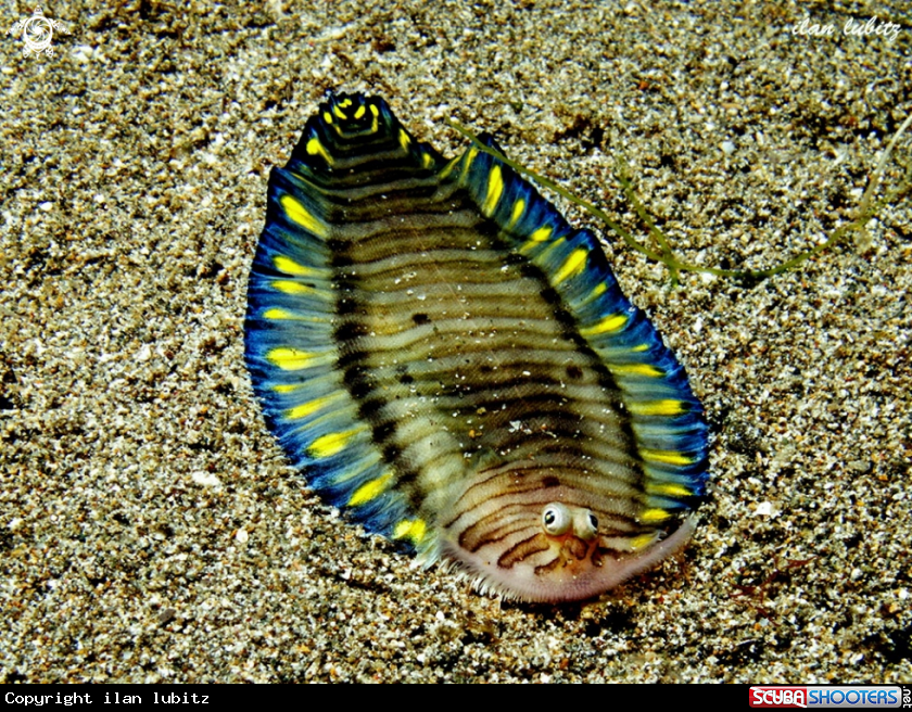 A sole fish