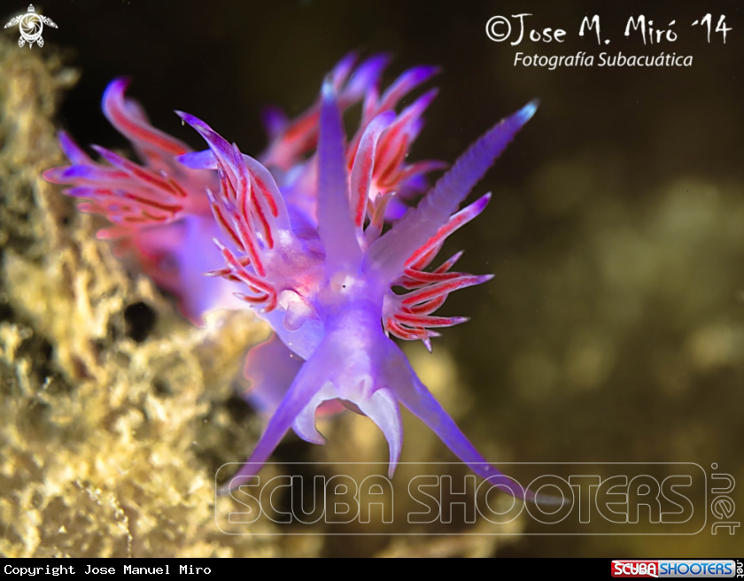 A Flabellina