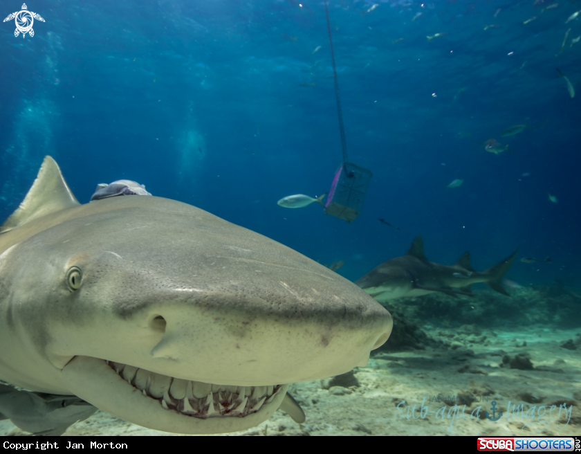 A Lemon Shark