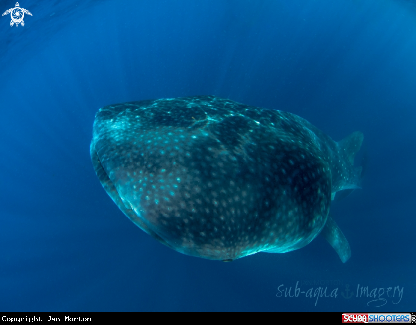 A Whale Shark