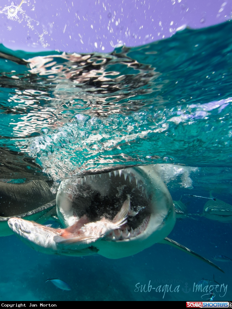 A Lemon Shark