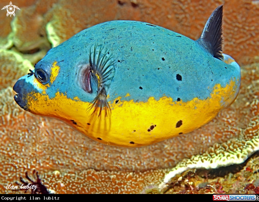 A reef fish