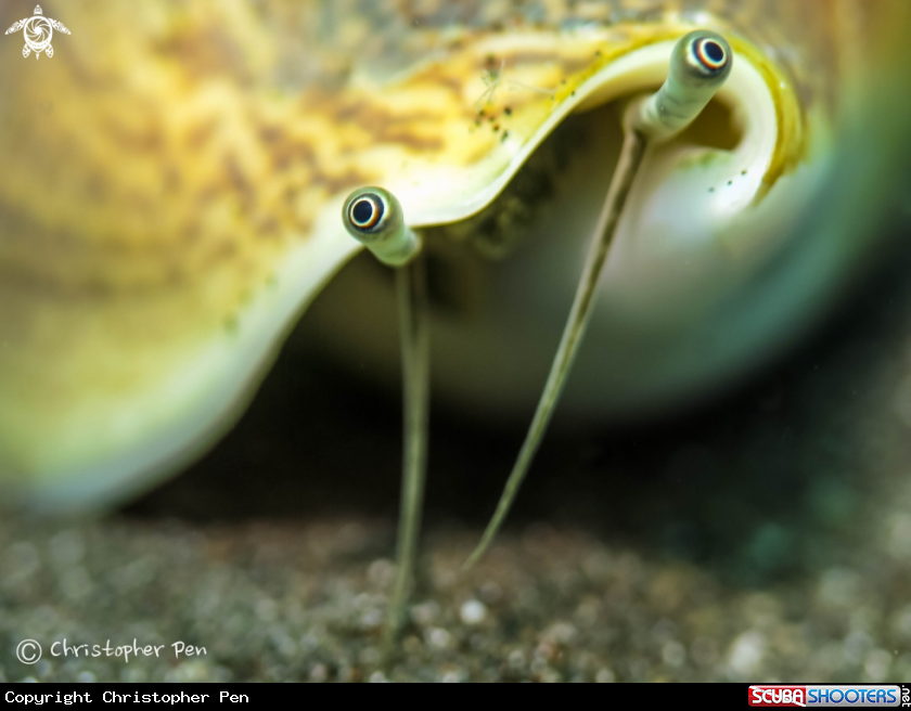 A Conch 