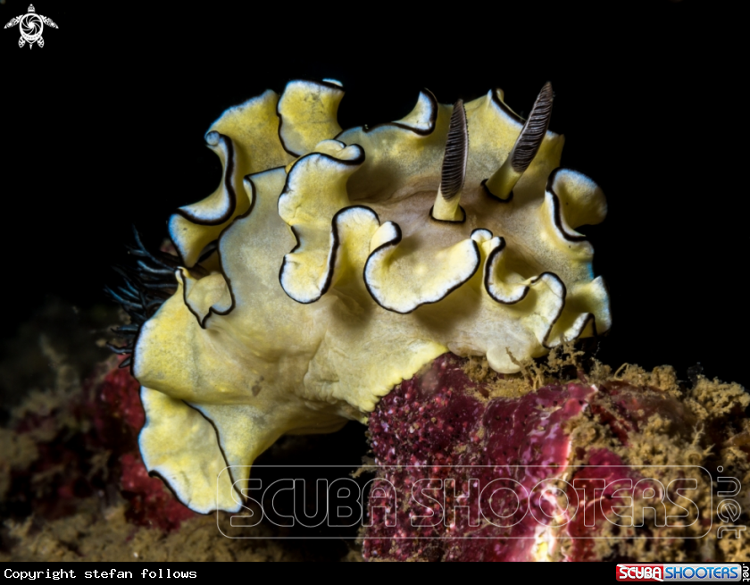 A Nudibranch