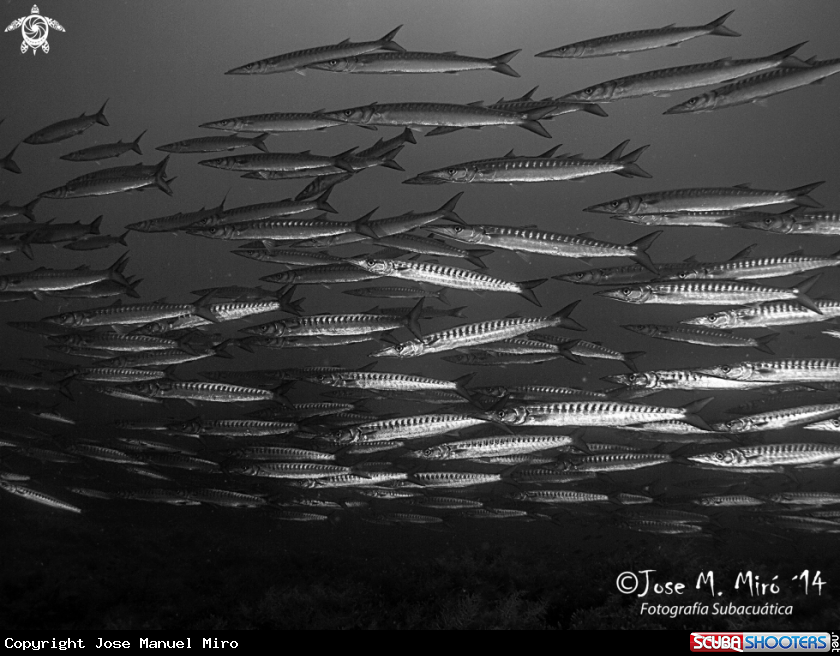 A Barracuda