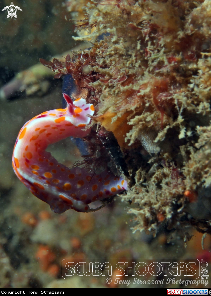 A Sweet Ceratosoma