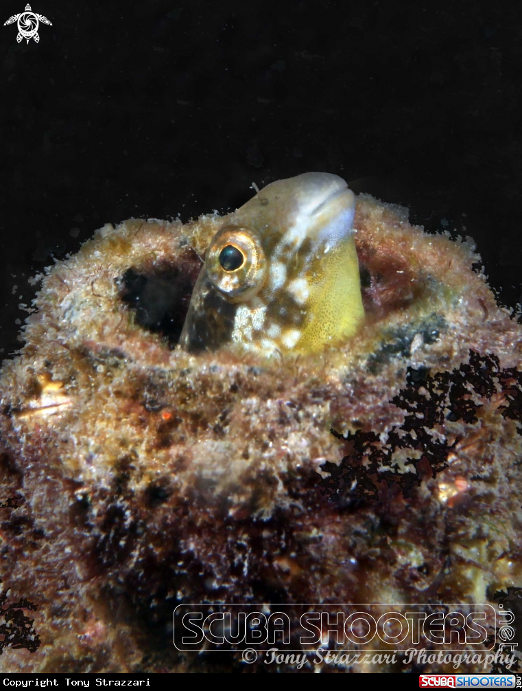 A Hit & Run Fang Blenny
