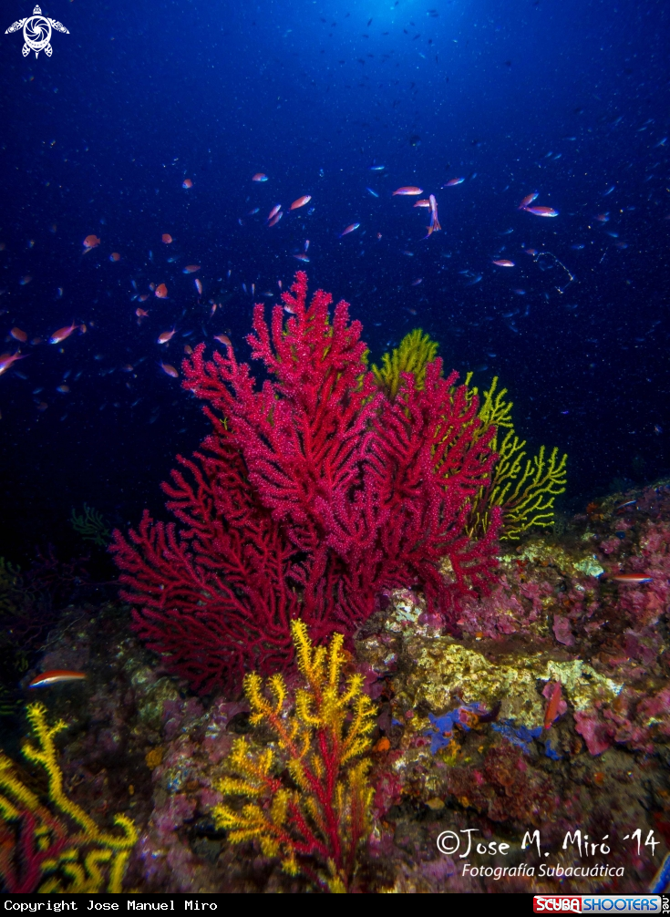 A Red Gorgonian