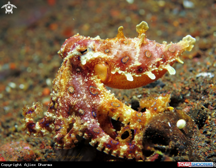 A blue ring octopus 