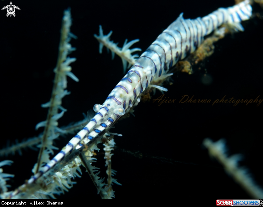 A tozeuma shrimp 