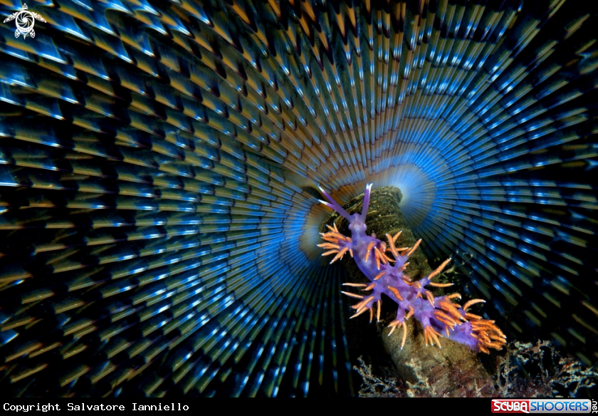 A underwater creature